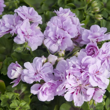 Géranium lierre double saumon - Pelargonium | Achat producteur