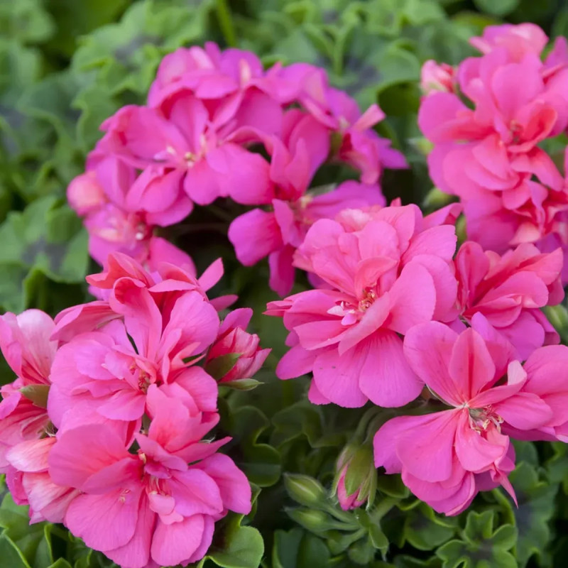 Géranium lierre double saumon - Pelargonium | Achat producteur
