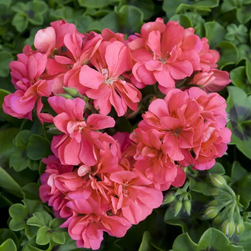 Géranium lierre double saumon - Pelargonium | Achat producteur