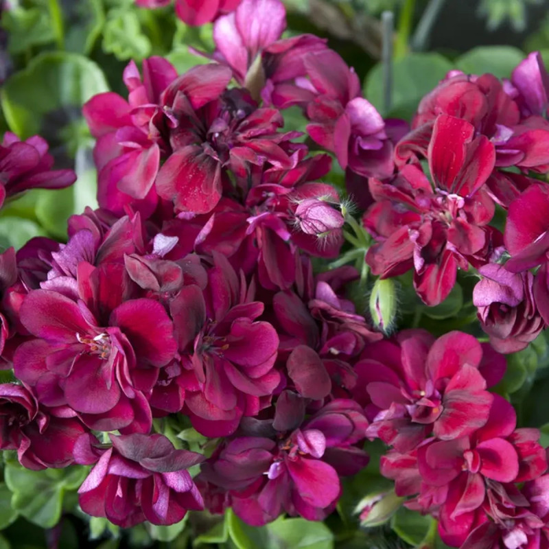 Géranium lierre double saumon - Pelargonium | Achat producteur