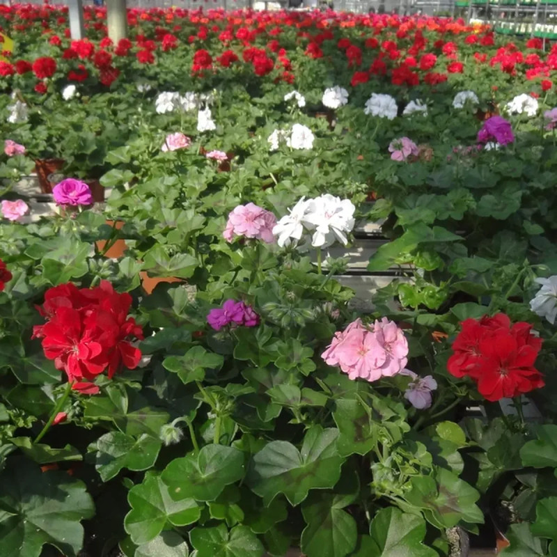Géranium lierre double saumon - Pelargonium | Achat producteur