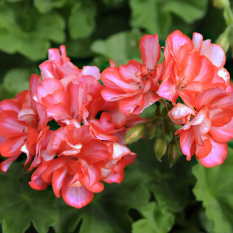 Géranium lierre double saumon - Pelargonium | Achat producteur