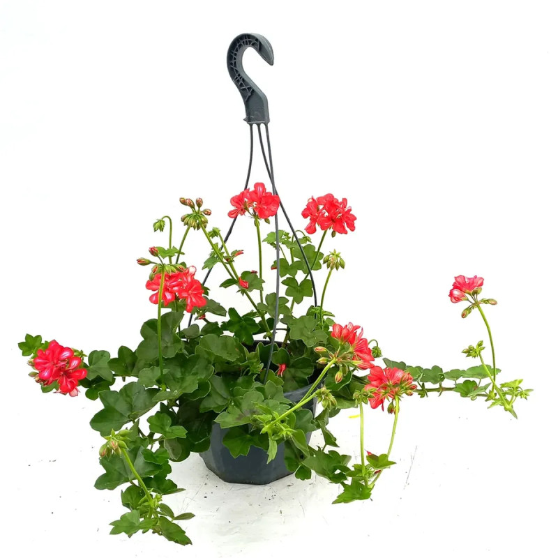 Géranium lierre double saumon - Pelargonium | Achat producteur