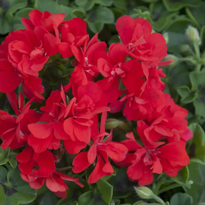 Géranium lierre double saumon - Pelargonium | Achat producteur