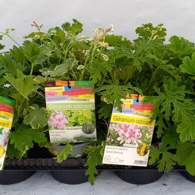 Geranium odorant plaque variée - Pelargonium | Achat producteur