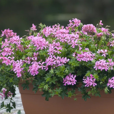Géranium lierre simple blanc - Pelargonium | Achat producteur