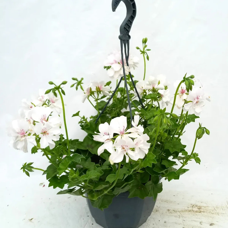 Géranium lierre simple blanc - Pelargonium | Achat producteur