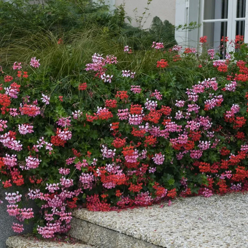 Géranium lierre simple blanc - Pelargonium | Achat producteur