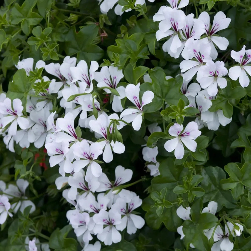 Géranium lierre simple blanc - Pelargonium | Achat producteur