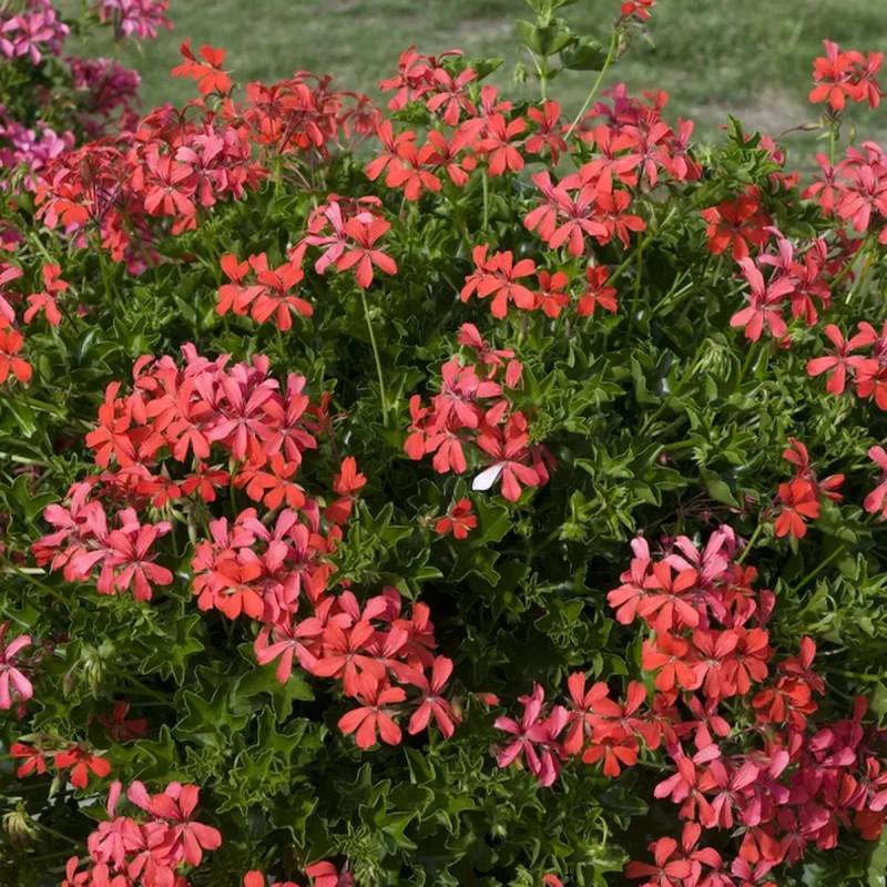 Géranium lierre simple blanc - Pelargonium | Achat producteur