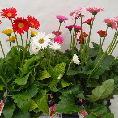 Gerbera variés - Gerbera | Achat direct au producteur