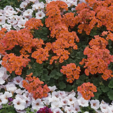 Géranium zonal P17 x4 - Pelargonium | Achat direct au producteur