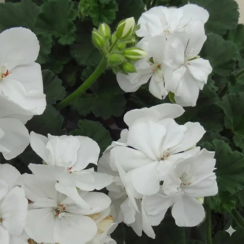 Géranium zonal P17 x4 - Pelargonium | Achat direct au producteur