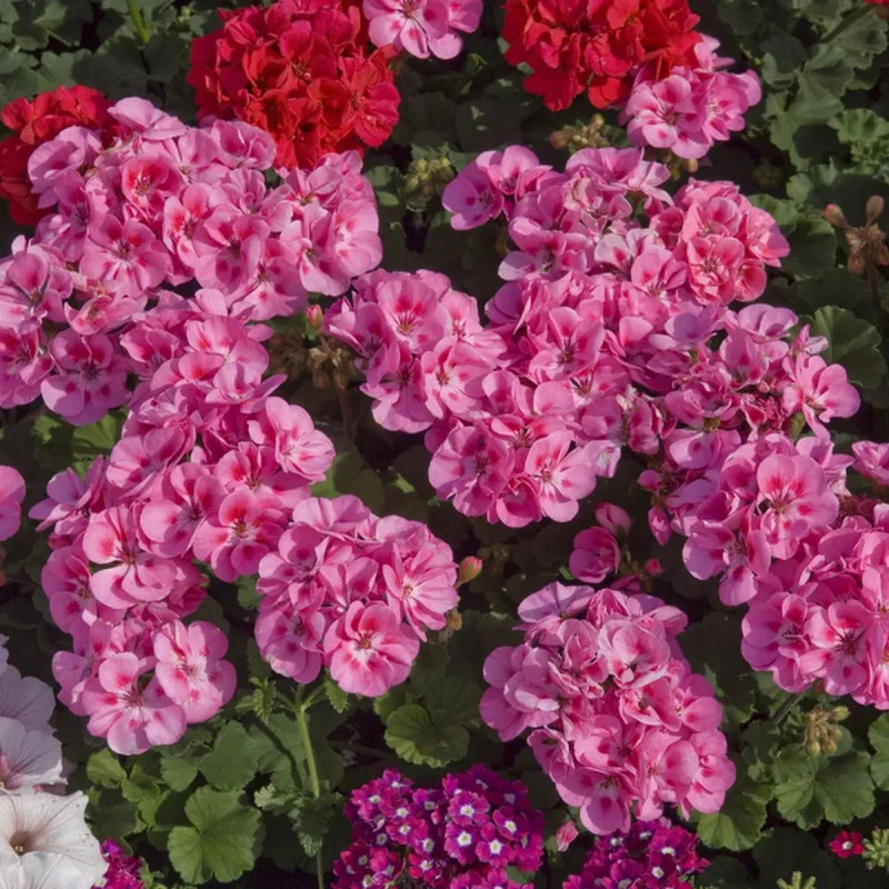 Géranium zonal P17 x4 - Pelargonium | Achat direct au producteur
