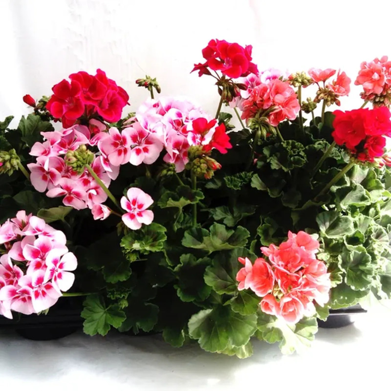 Géranium zonal P17 x4 - Pelargonium | Achat direct au producteur