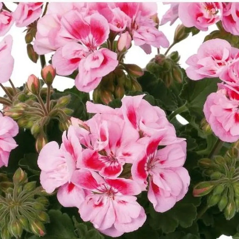 Géranium zonal P17 x4 - Pelargonium | Achat direct au producteur