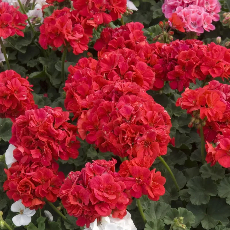 Géranium zonal P17 x4 - Pelargonium | Achat direct au producteur