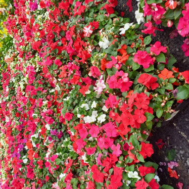 Impatiens - Impatiens | Achat direct au producteur