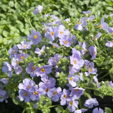 Bacopa bleu - Sutera | Achat direct au producteur