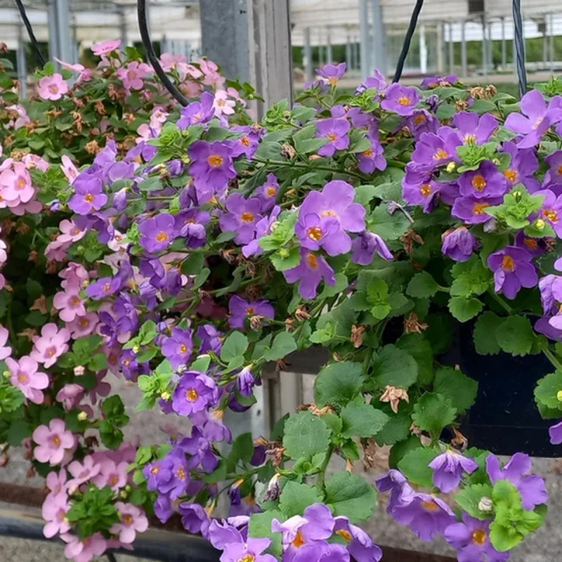 Bacopa bleu - Sutera | Achat direct au producteur