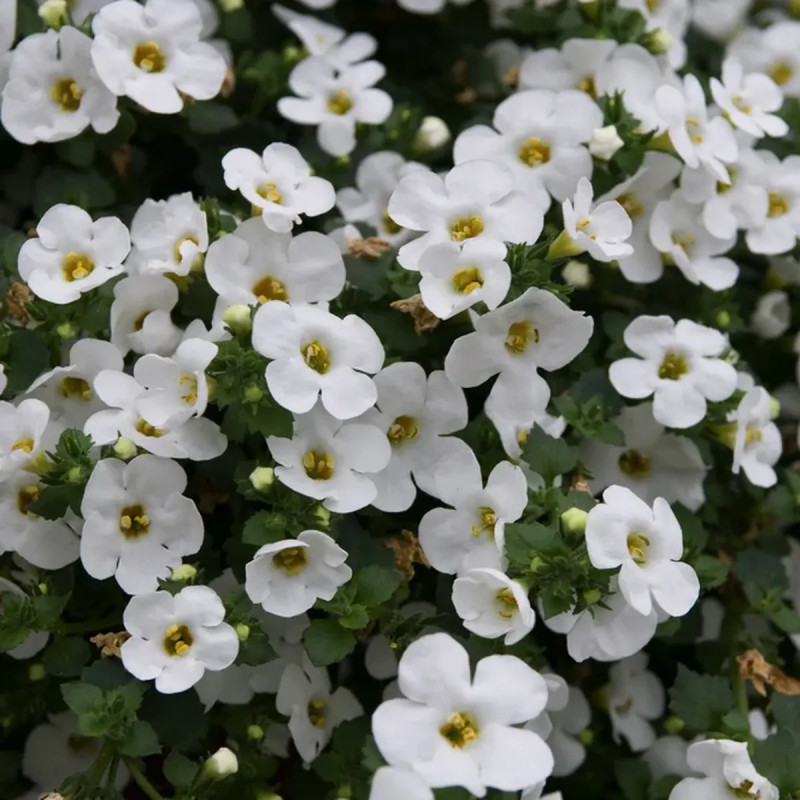 Bacopa bleu - Sutera | Achat direct au producteur