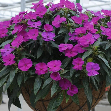 Impatiens de Nouvelle-Guinée violette - Impatiens | Achat producteur