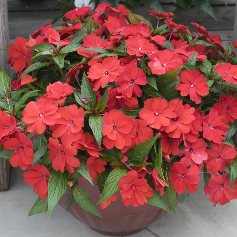 Impatiens de Nouvelle-Guinée violette - Impatiens | Achat producteur