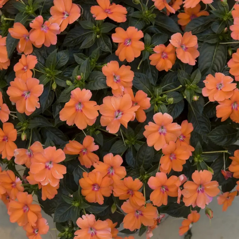 Impatiens de Nouvelle-Guinée violette - Impatiens | Achat producteur