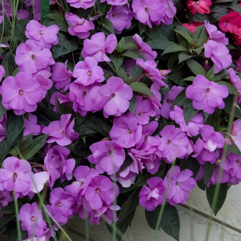 Impatiens de Nouvelle-Guinée violette - Impatiens | Achat producteur