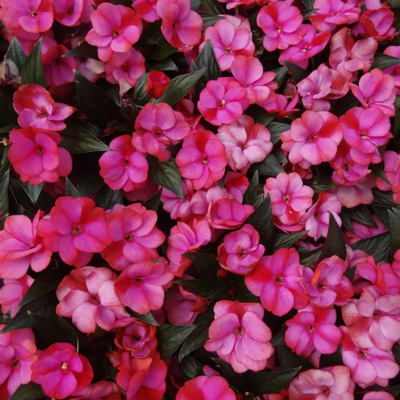 Impatiens de Nouvelle-Guinée violette - Impatiens | Achat producteur