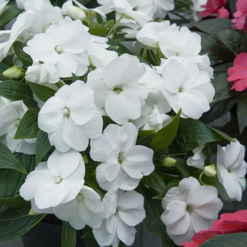 Impatiens de Nouvelle-Guinée violette - Impatiens | Achat producteur