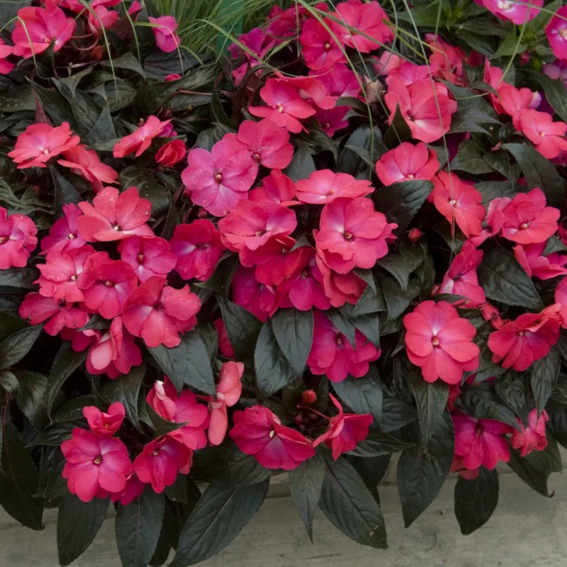 Impatiens de Nouvelle-Guinée violette - Impatiens | Achat producteur