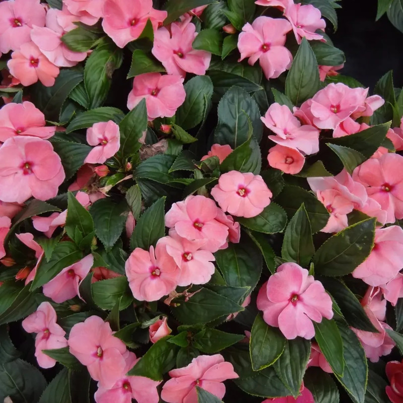 Impatiens de Nouvelle-Guinée violette - Impatiens | Achat producteur