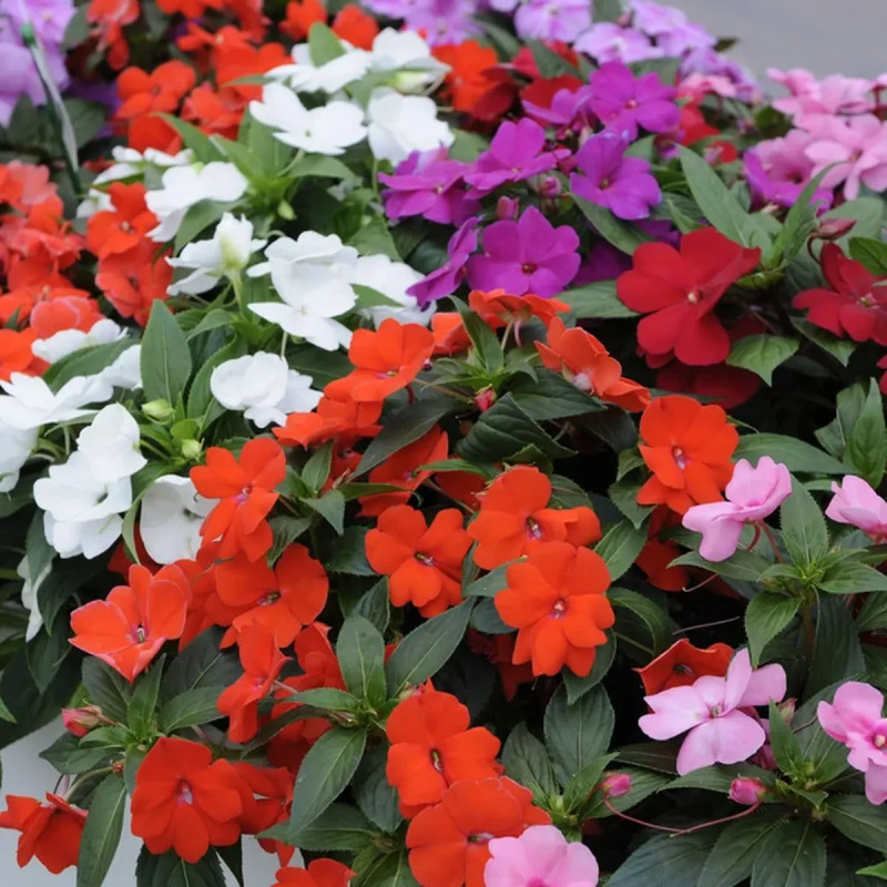 Impatiens de Nouvelle-Guinée violette - Impatiens | Achat producteur