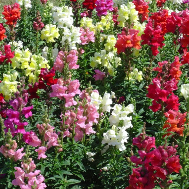 Muflier nain - Antirrhinum | Achat direct au producteur