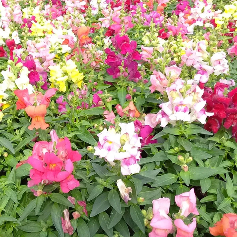 Muflier nain - Antirrhinum | Achat direct au producteur