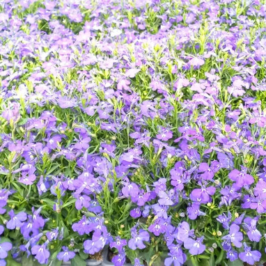 Lobelia cascade blanc - Lobelia erinus | Achat direct au producteur