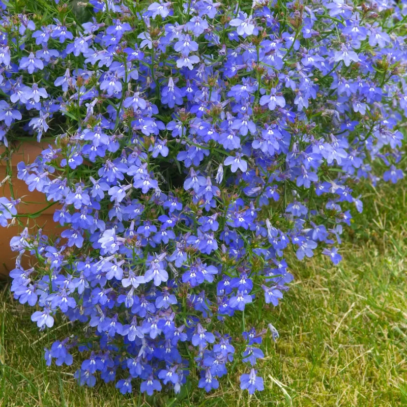 Lobelia cascade blanc - Lobelia erinus | Achat direct au producteur