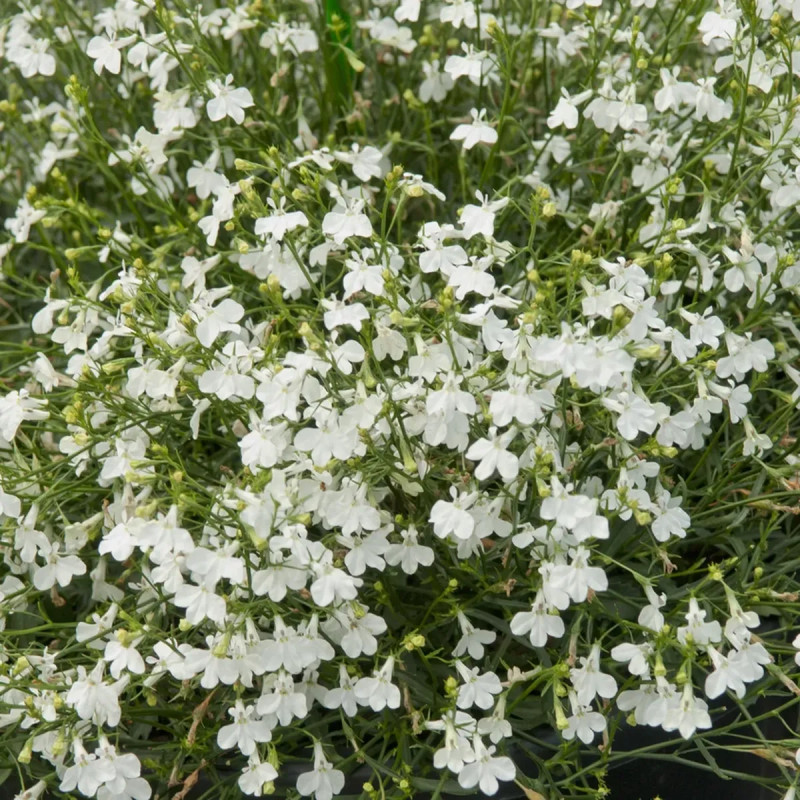 Lobelia cascade blanc - Lobelia erinus | Achat direct au producteur