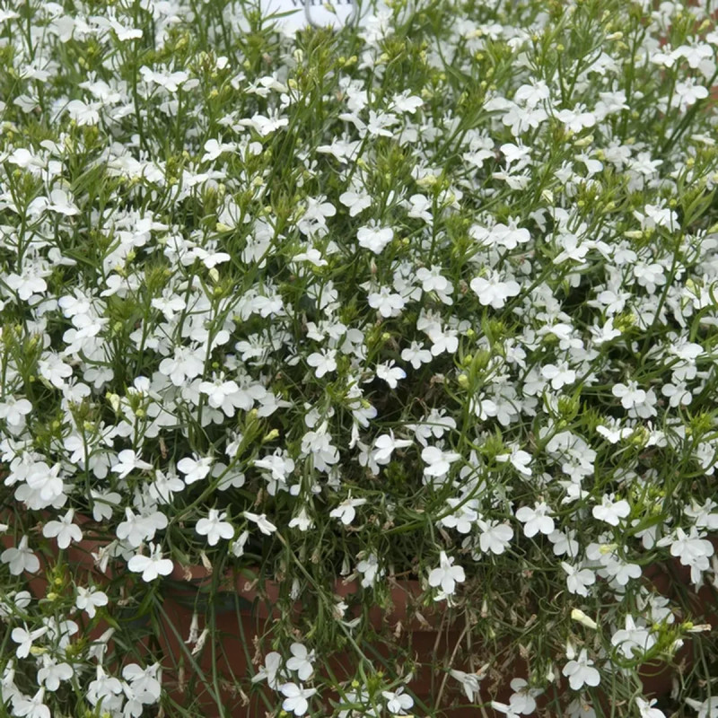 Lobelia cascade blanc - Lobelia erinus | Achat direct au producteur
