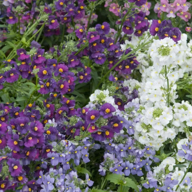 Nemesia 'Aromatico Bicolore' - Nemesia | Achat direct au producteur