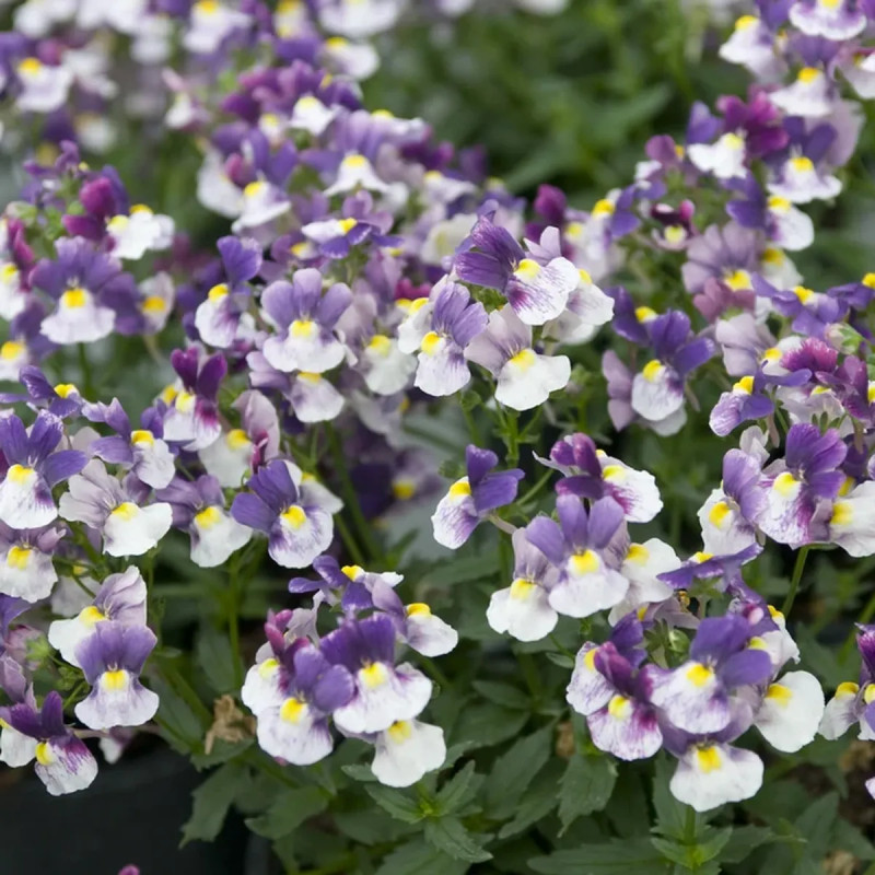 Nemesia 'Aromatico Bicolore' - Nemesia | Achat direct au producteur