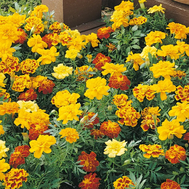 Oeillet d'Inde - Tagetes patula | Achat direct au producteur
