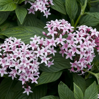 Pentas - Pentas sp. | Achat direct au producteur
