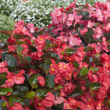 Begonia Dragon Wing Mix' - Begonia | Achat direct au producteur