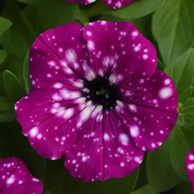 Petunia cascade Headliner 'Electric Purple Sky' | Achat producteur