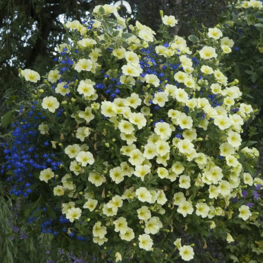 Pétunia compact - Petunia | Achat direct au producteur