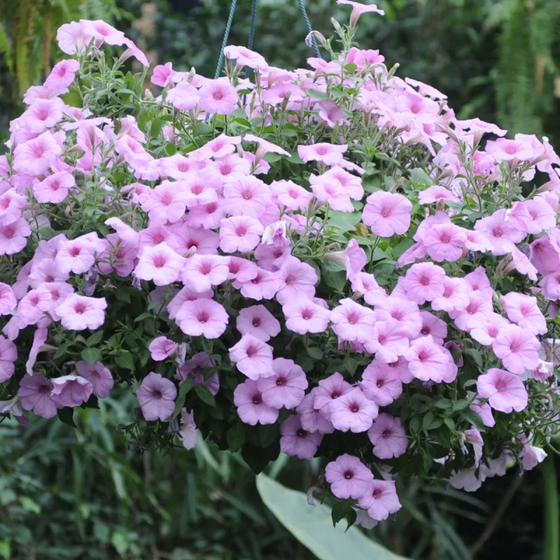 Pétunia compact - Petunia | Achat direct au producteur