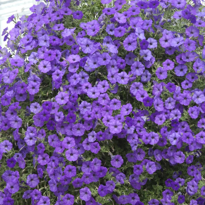 Pétunia compact - Petunia | Achat direct au producteur