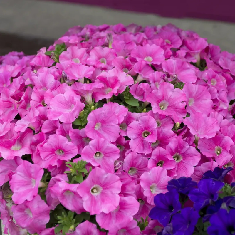 Pétunia compact - Petunia | Achat direct au producteur